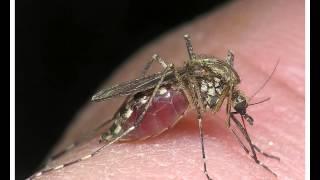 комар евгений