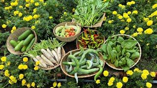 Harvesting bok choy, snake gourd, bitter melon, white radish #gardening