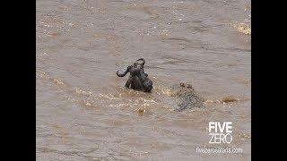 Wildbeest gets head crushed by huge croc (with audio)