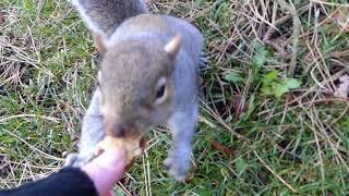 Squirrel, Happy Valley, Great Orme, Llandudno, North Wales.