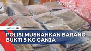 Polda Papua Barat Musnahkan Barang Bukti Ganja Seberat 5 Kg