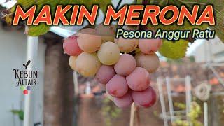 Update Varian Ratu Nya Anggur Jepang | #vlog Anggur Kebun Altair