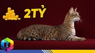 10 Giống Mèo Đắt Đỏ Bậc Nhất Hành Tinh - Giá Bằng Cả Căn Penthouse Sang Chảnh [Top 1 Khám Phá]