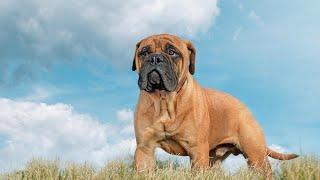 Owning a Bullmastiff? | What you need to know!