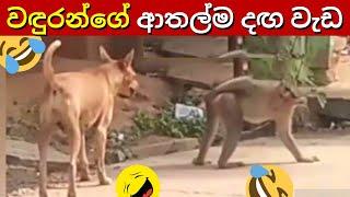 Monkey Funniest Moment Part 2 In Sinhala