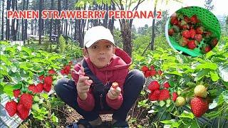 PANEN STRAWBERRY PERDANA 2 | RAHMAN MAKAN SAMPE PUAS | RAHMAN AZZAH