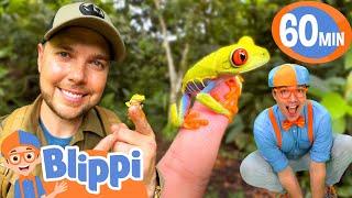 Explore Rainforest Animals with Blippi & Brave Wilderness friend Mark Vins!