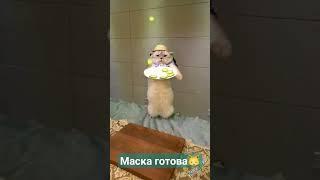 Кот готовит мне маску