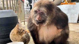 One-Armed Monkey Xingxing Taken in for Over a Decade by Grandma Shows Tender Care for Stray Cat