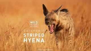 Wild You Were Sleeping (Episode 6): Striped Hyena