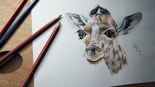 Colored Pencil Drawing Sketching Time-Lapse || Baby Giraffe || NanZhi 南之