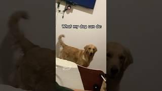 Her one brain cell tried its best  #goldenretriever #dog #shorts #doglife #dogshorts #funnydogs