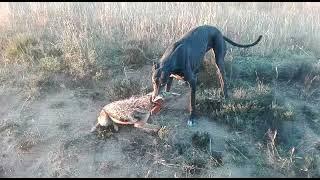 Mudhol hound dog attacks on wild fox, power of indian dog breed , Mudhol hound kill wild fox