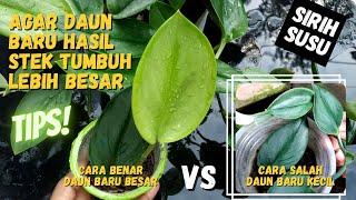 Tips Stek Sirih Susu Agar Daun Baru Tumbuh Lebih Besar | Scindapus Treubii #tips_kebuncilik