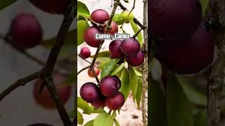 Cobain CAMU-CAMU Yang Asamnya Gak Ada Akhlak #buah #jaboticaba #shorts