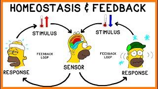 Homeostasis and Negative Feedback Loops