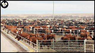 Australia's Largest Beef Farm - The Most Modern Beef Farm for the Best Quality of Meat