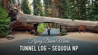 VLOG 210: Tunnel Log Drive Through Tree in Sequoia National Park