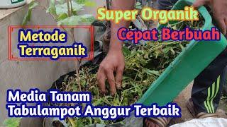 Proven Powerful!!! The Best Grape Tabulampot Media, Super Organic & Fully Fruitful