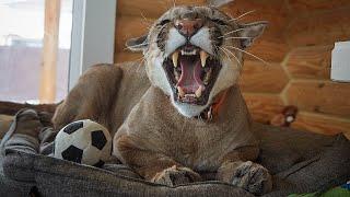 The cat spent a day without food!| Puma Messi hisses and growls at Sasha! It looks scary.