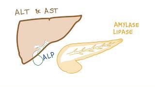 Liver and pancreatic enzymes explained | AST, ALT, GGT, ALP, Amylase& Lipase