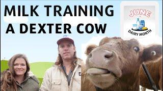 Milk Training a Dexter Cow: We Did IT! Kow Kant Kick