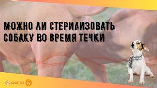 Можно ли стерилизовать собаку во время течки