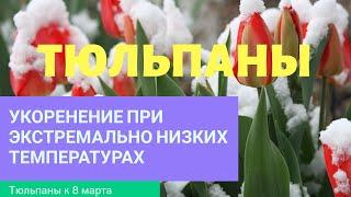 Укоренение тюльпанов при экстремально низкой температуре