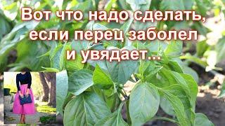 Так мало кто делает когда увядает сладкий перец. Чем полить и подкормить перцы если листья увядают