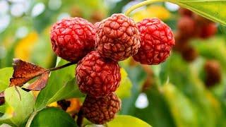 Top 10 Cold Hardy Fruit Trees Every Gardener Should Grow!