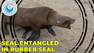 Seal Entangled In Rubber Seal