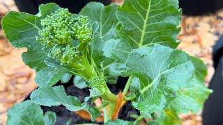 How to Harvest Broccolini