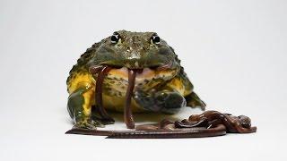 Fat Frog having Spaghetti :D