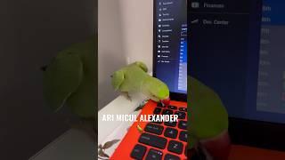 #papagal #parrot #indianringneck #miculalexander #birds #parrots #funny #funnyshorts