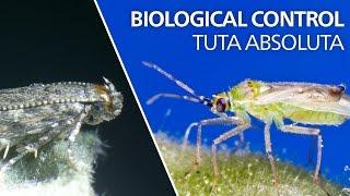 Biological control of Tuta absoluta - Nesidiocoris tenuis