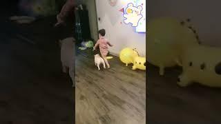 #funnyvideos #puppy #frenchie #cutebaby #dog #dogangel #RhymePOV #fy