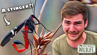 It EATS FLESH!? Nature's MOST BIZARRE Insect Could Live NEAR YOU!