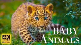 Wild Babies 4K - Amazing World Of Young Animals | Scenic Relaxation Film