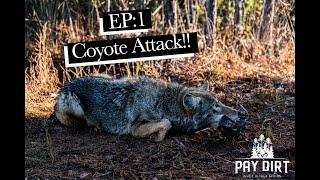 Coyote Attack!! | Trapping Realtree Farms | Pay Dirt