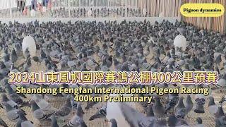 2024 山東風帆國際賽鴿公棚400公里預賽 Shandong Fengfan International Pigeon Racing 400km Preliminary