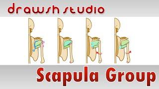 The Scapula Group Muscles