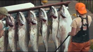 阿拉斯加荷马市的“比目鱼捕捞大赛”
