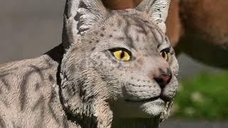 Secrets of the Forest: Norway's Enigmatic Lynx #animal2024 #wildlife