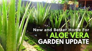 The Aloe vera Garden Update: New and Better Place