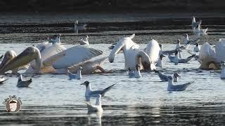 Pelicans catching fish in Danube Delta - Ciprian Safca - Pelicani prinzand peste in Delta Dunarii