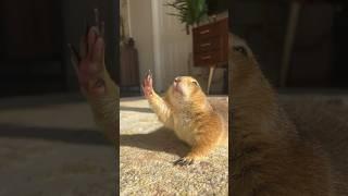 Golden hour Poppy yawn and big stretch!!! ️ #prairiedog #cute