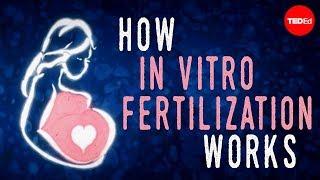 How in vitro fertilization (IVF) works - Nassim Assefi and Brian A. Levine