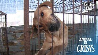 Dogs Desperately Biting Off The Bars Out Of Hunger (Part 1) | Animal in Crisis EP210