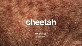 (FREE) | "Cheetah " | Rema x Burna Boy x Omah Lay Beat | Free Beat | Afrobeat Instrumental 2024