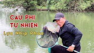 Câu Phi Bán Tự Nhiên | Cách Lựa Nhịp Phao Cá Ăn